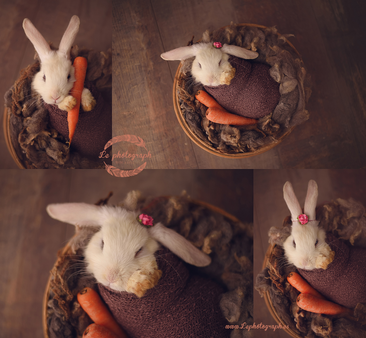rabbit newborn session - Sesi&oacute;n de fotos newborn a un conejo! Fot&oacute;grafos en Bilbao, Espa&ntilde;a