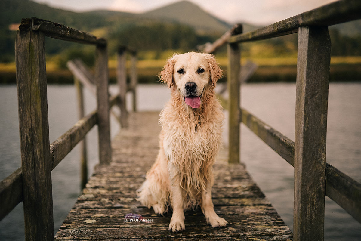 fotos de perros y familia en bilbao - Fotos de Embarazo en verano: Le Photograph Bilbao